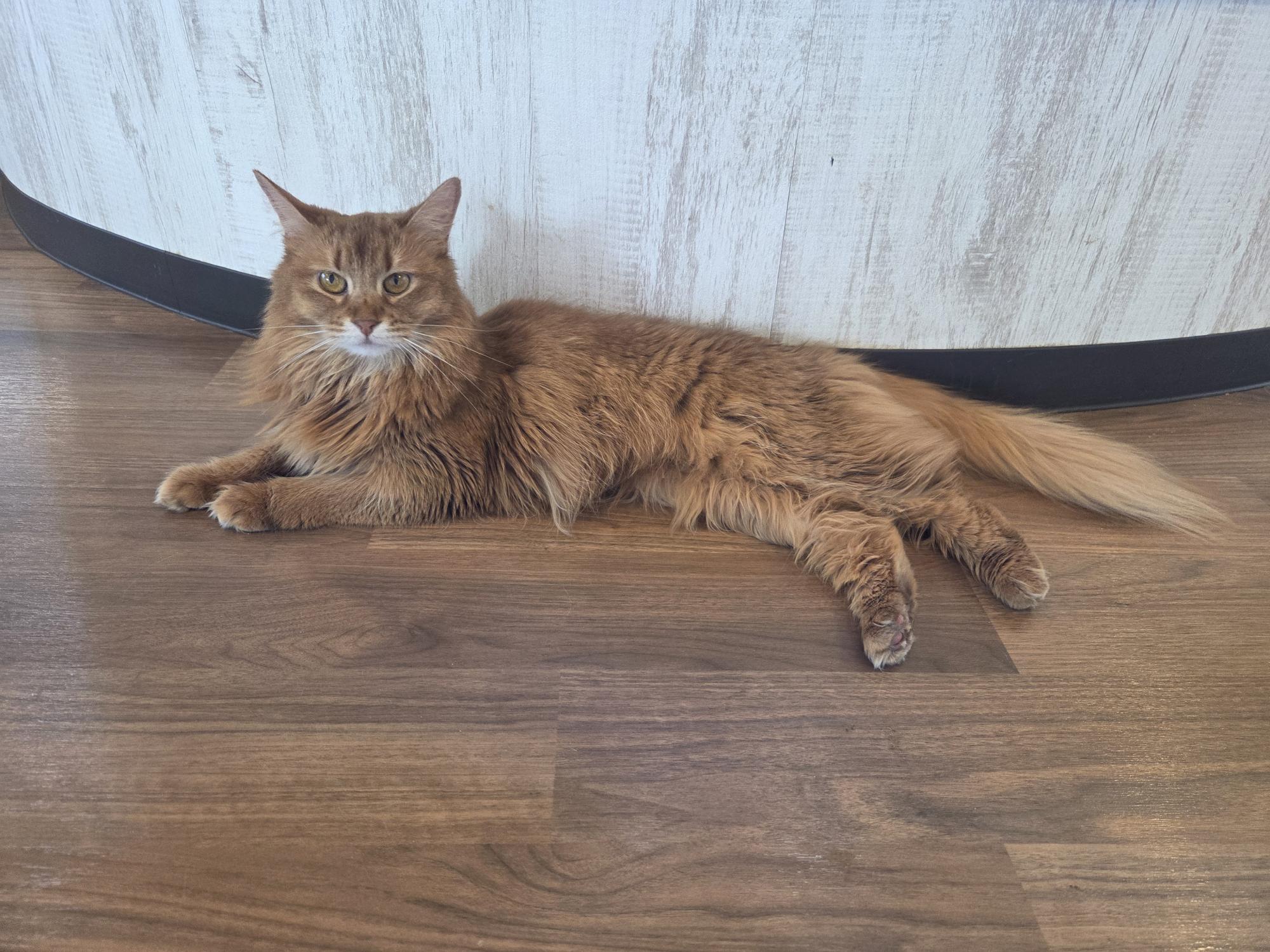 猫カフェ